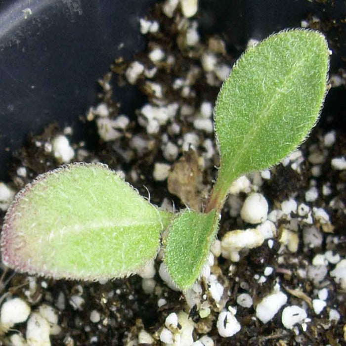 Blanketflower seedling sprouting in a pot, showing two light green leaves.
