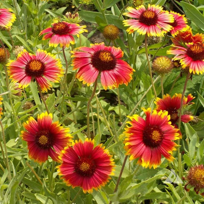 Vibrant red and gold Blanketflower (Gaillardia aristata) blooms.
