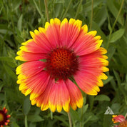 Red and yellow blanketflower blossom in a garden setting
