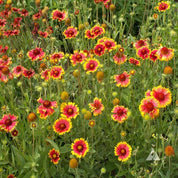 Vibrant blanketflower garden bed, showcasing red and yellow blooms.
