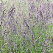 Buffalo Brand Low Grow Reclamation Mix: Purple-hued grass seed for erosion control.
