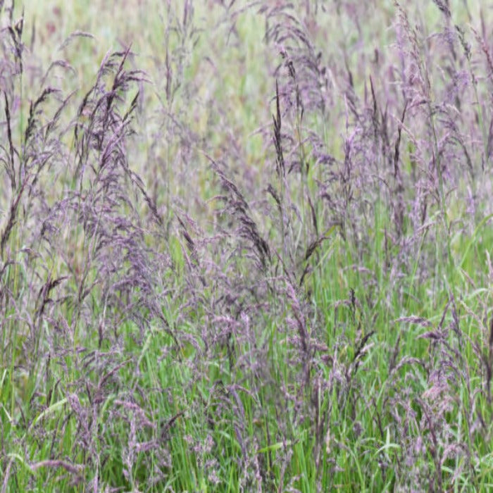 Buffalo Brand Low Grow Reclamation Mix: Purple-hued grass seed for erosion control.

