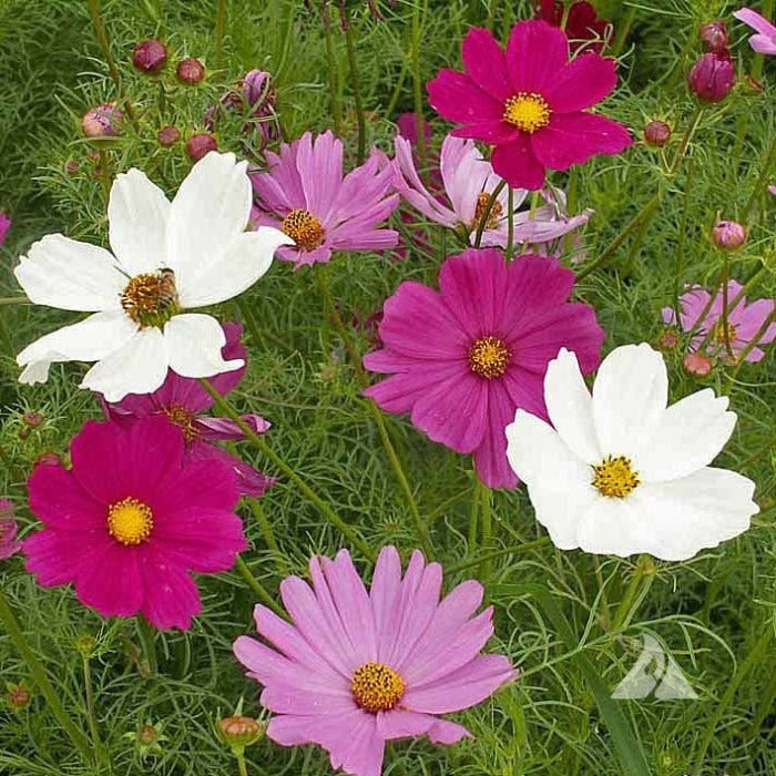 Cosmos ‘Sensation Mix’ (Cosmos bipinnatus) seeds: vibrant pink, white, and lilac blooms for a colorful garden.
