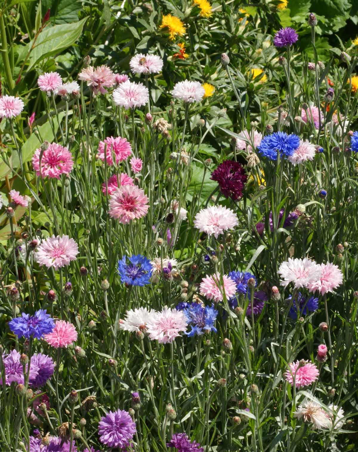 Vibrant mix of pink, purple, and blue cornflowers blooming in a lush garden bed.
