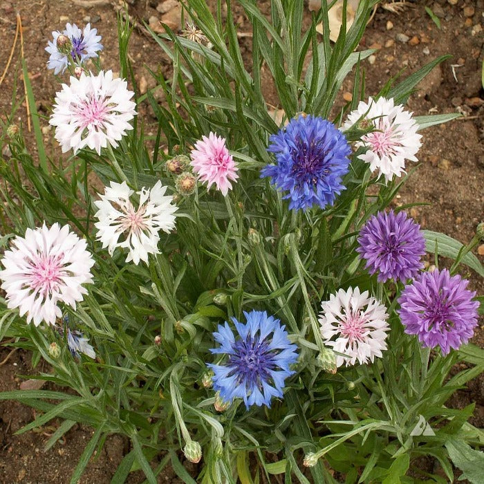 Mixed Cornflower (Centaurea cyanus) seeds:  vibrant blue, pink, and white blooms.
