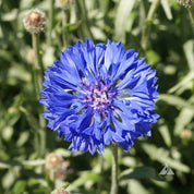 Vibrant blue cornflower blossom in a garden setting.
