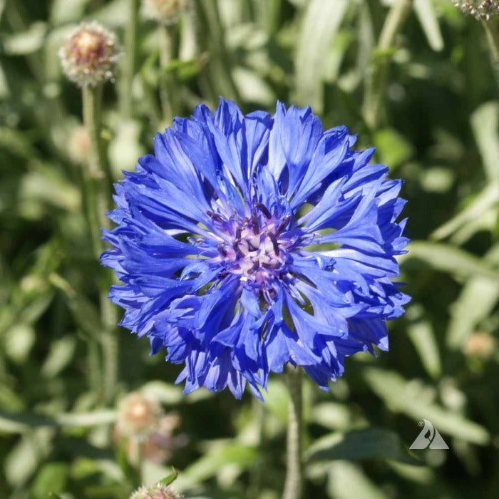 Vibrant blue cornflower blossom in a garden setting.
