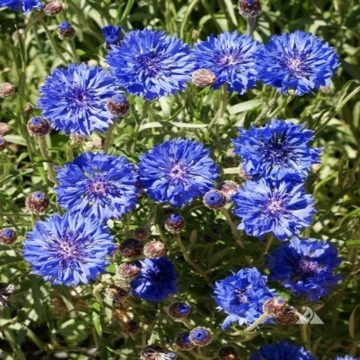 Tall Blue Cornflower (Centaurea cyanus) seeds: vibrant blue blooms for your garden.
