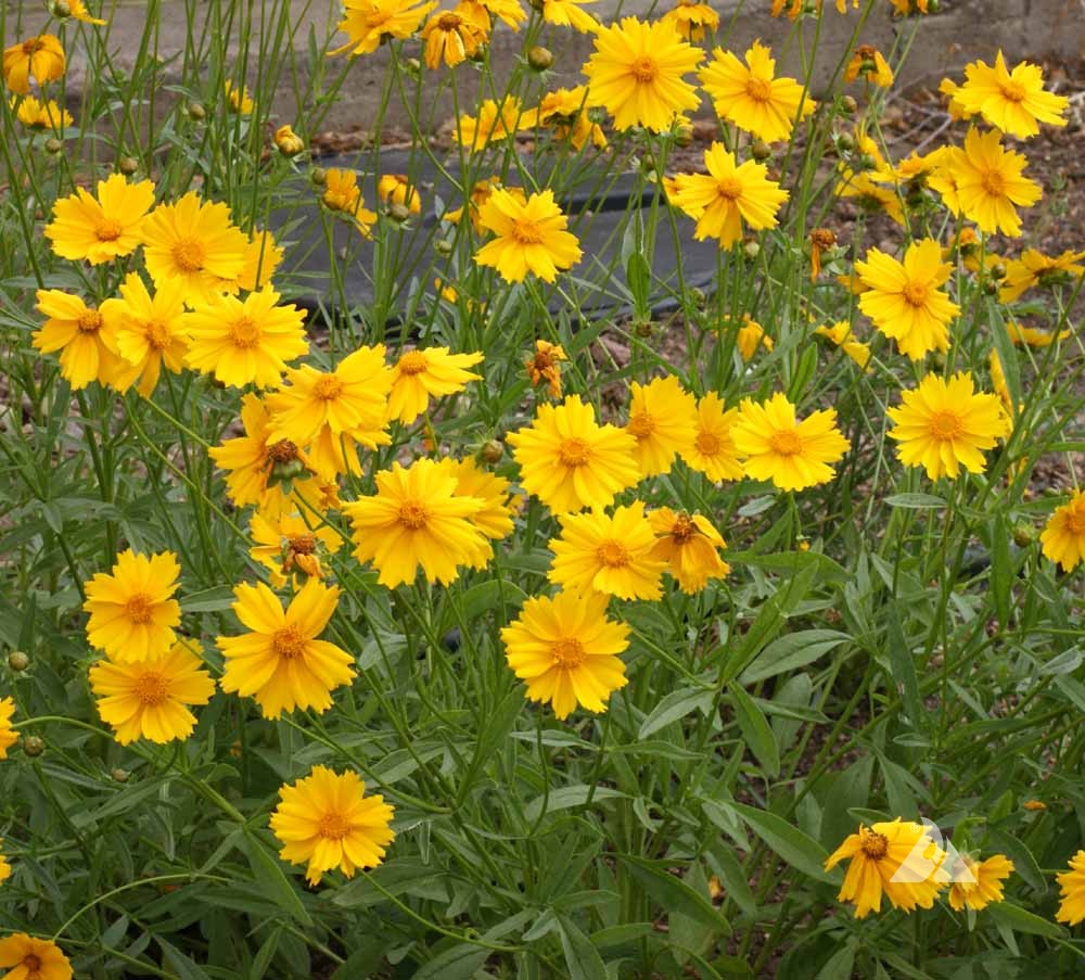 Vibrant yellow Coreopsis lanceolata flowers in full bloom, lush green foliage.
