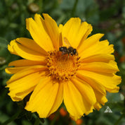 Bee pollinating a vibrant yellow lance-leaved coreopsis flower.
