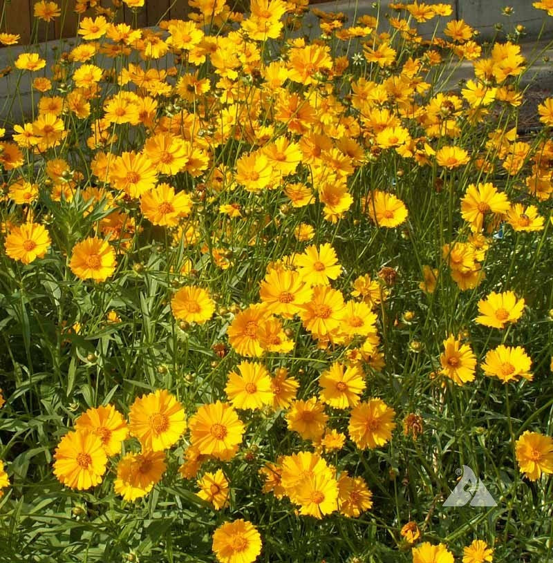 Lance-Leaved Coreopsis (Coreopsis lanceolata) seeds: vibrant yellow flowers for sunny gardens.
