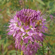 Bee pollinating delicate light purple Rocky Mountain Cleome flowers.
