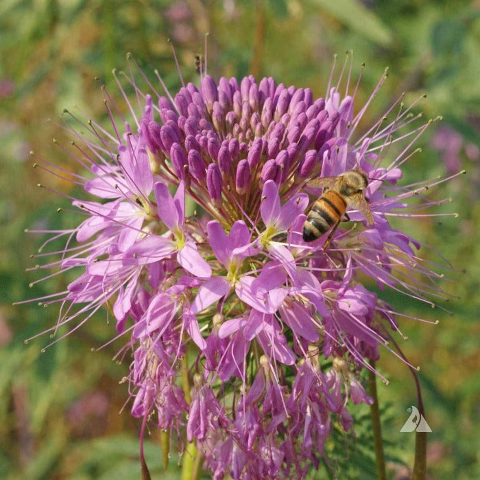 Bee pollinating delicate light purple Rocky Mountain Cleome flowers.

