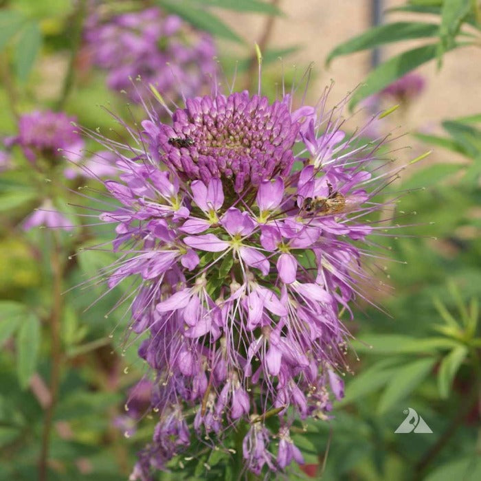 Beeplant Rocky Mountain Cleome serrulata seeds: vibrant purple flower with delicate petals attracting bees.
