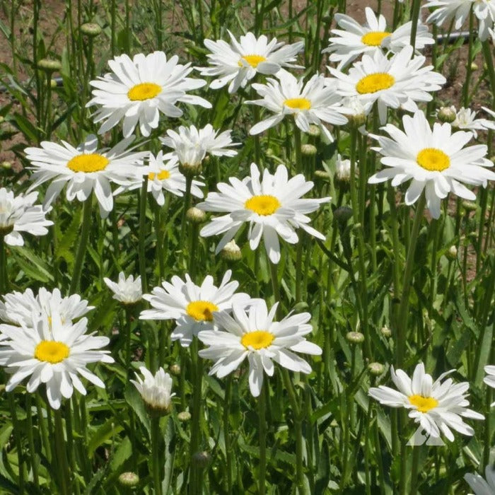 Shasta Daisy ‘Alaska’ (Chrysanthemum maximum):  vibrant white petals, bright yellow centers, lush green foliage.
