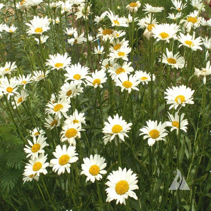 Cluster of Shasta daisies in full bloom, showcasing their bright white petals and yellow centers.
