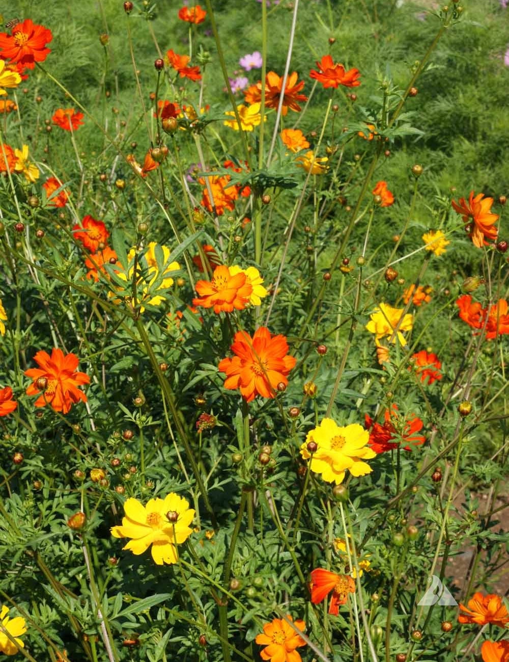 Vibrant orange and yellow Cosmos sulphureus flowers in a garden setting.
