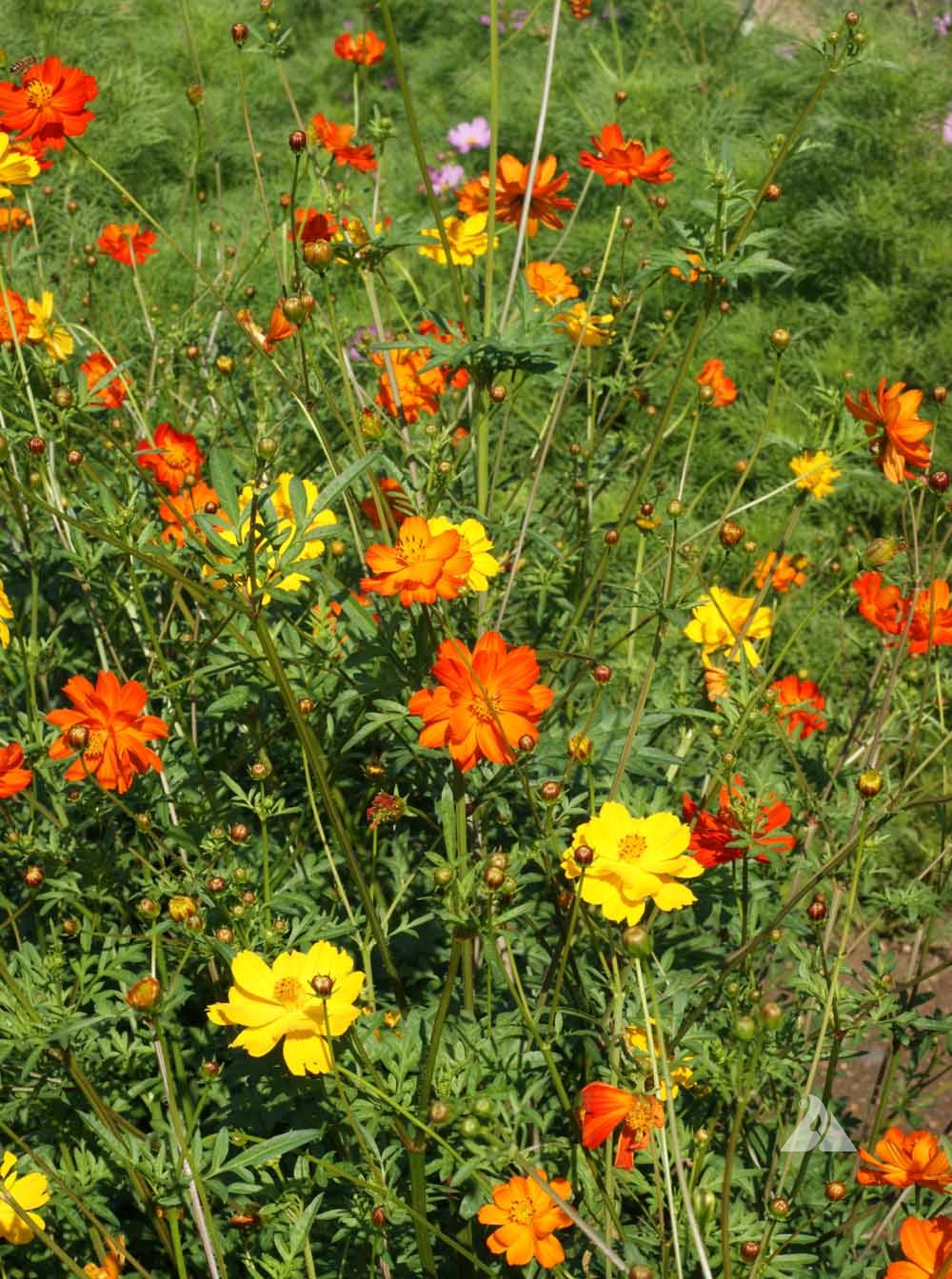 Vibrant orange and yellow Cosmos sulphureus flowers in a garden setting.
