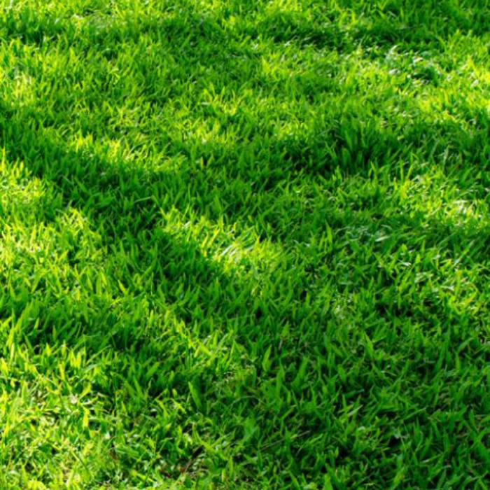 Lush green grass seed, ideal for low-maintenance lawns.
