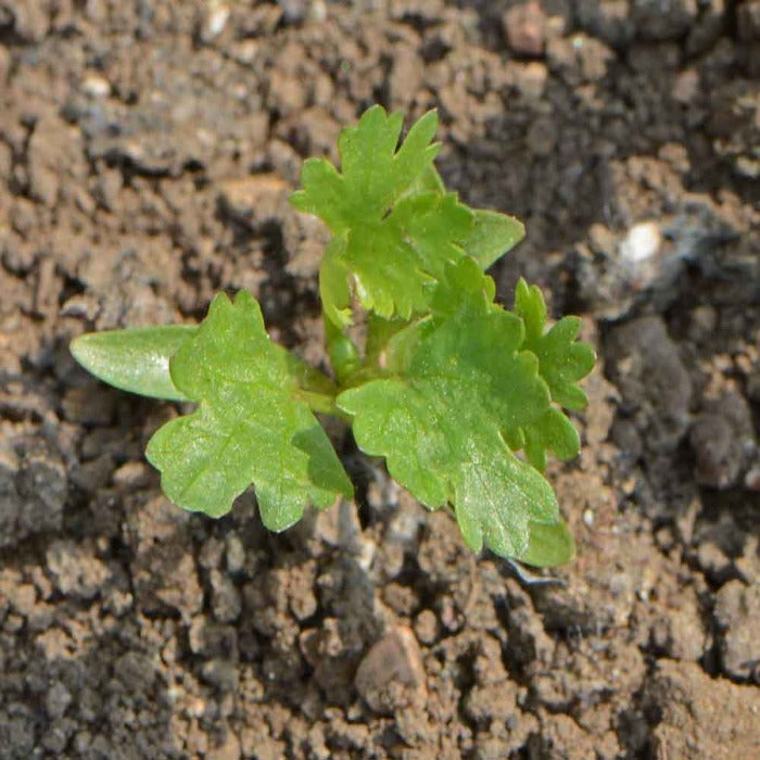 Young cilantro plant sprouting in dark soil.
