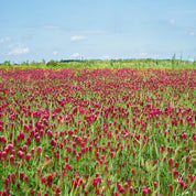 Crimson clover field blooming under a bright blue sky.
