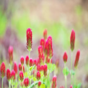 Crimson clover blossoms in a field, vibrant red flower heads in soft focus.
