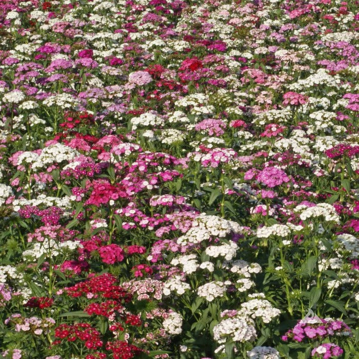 Vibrant Sweet William flowers in a mix of pink, red, and white, densely blooming in a garden bed.
