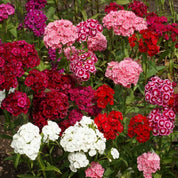 Sweet William (Dianthus barbatus) Pinks flower mix: vibrant red, pink, and white blooms.
