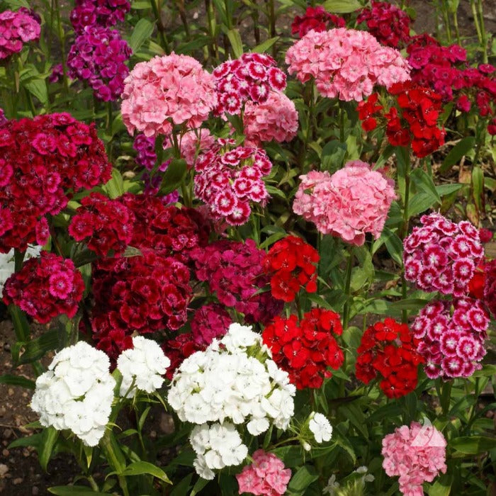 Sweet William (Dianthus barbatus) Pinks flower mix: vibrant red, pink, and white blooms.
