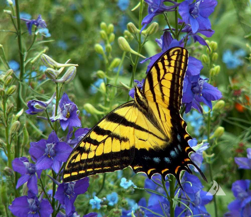 Yellow swallowtail butterfly perched on vibrant purple larkspur flowers.
