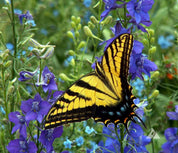 Yellow swallowtail butterfly perched on vibrant purple larkspur flowers.
