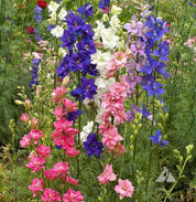 Vibrant larkspur blooms in a mix of pink, purple, and white, thriving in a garden setting.
