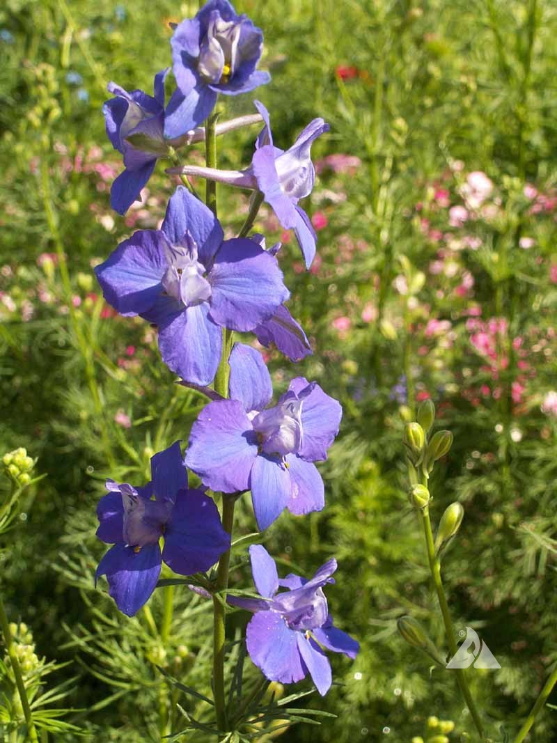 Vibrant blue Larkspur flowers in bloom, set against a backdrop of greenery and soft pink blossoms.
