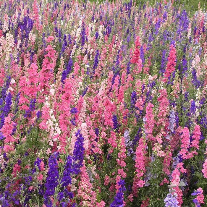 Larkspur Rocket Imperial Mix (Delphinium consolida) seeds: vibrant pink, purple, and white blooms for a stunning garden display.
