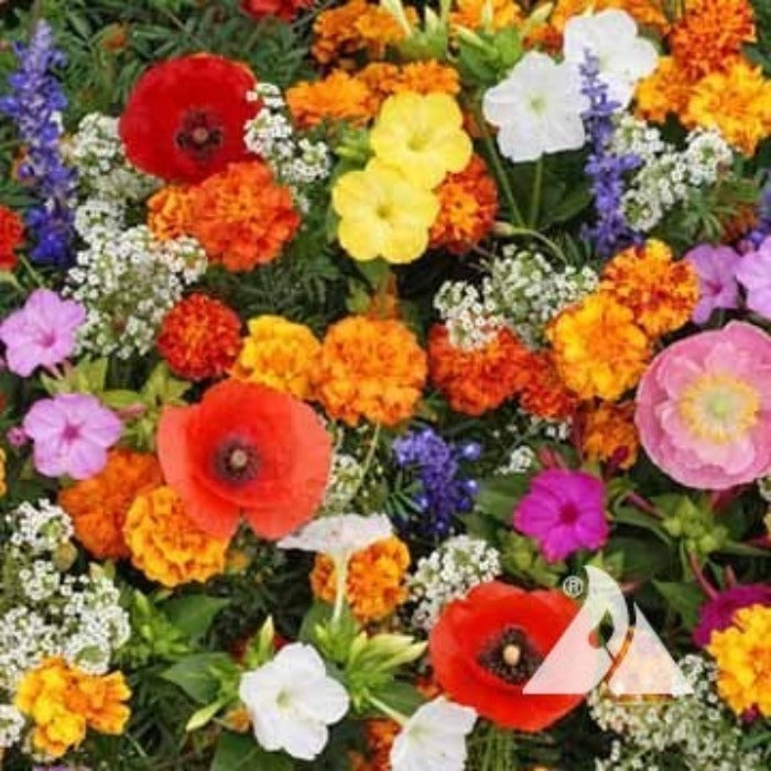 Deer Resistant Mix flower seeds: vibrant poppies, marigolds & more for a colorful garden.
