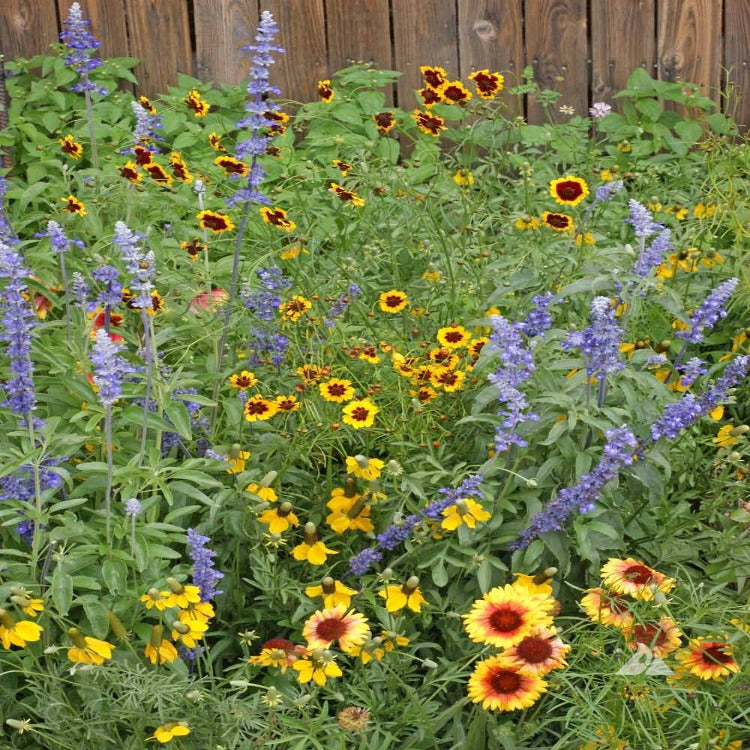 Vibrant wildflower mix with yellow and purple blooms against a wooden fence.
