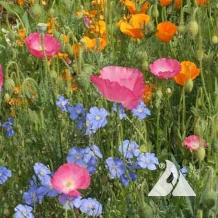 Dry Mix wildflower seed blend: Vibrant pink poppies, orange California poppies & blue flax flowers for a colorful garden.
