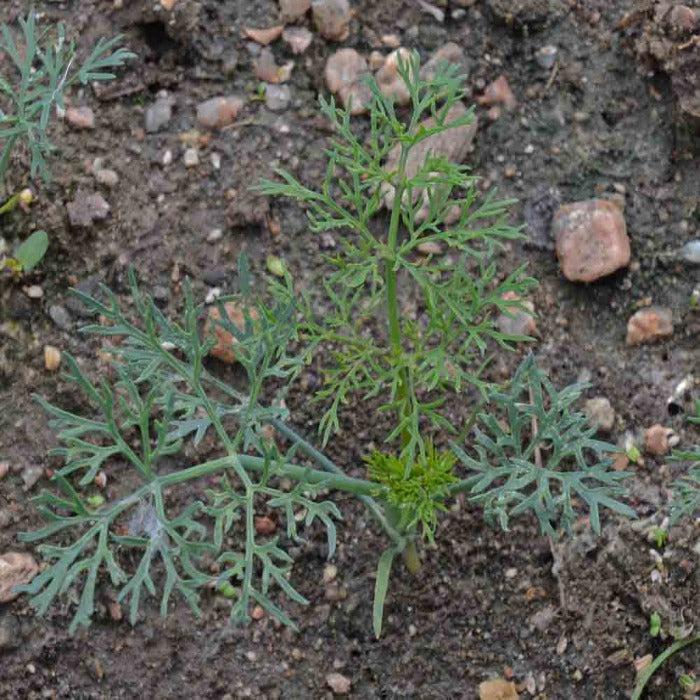 Young dill plant sprouting in garden soil.
