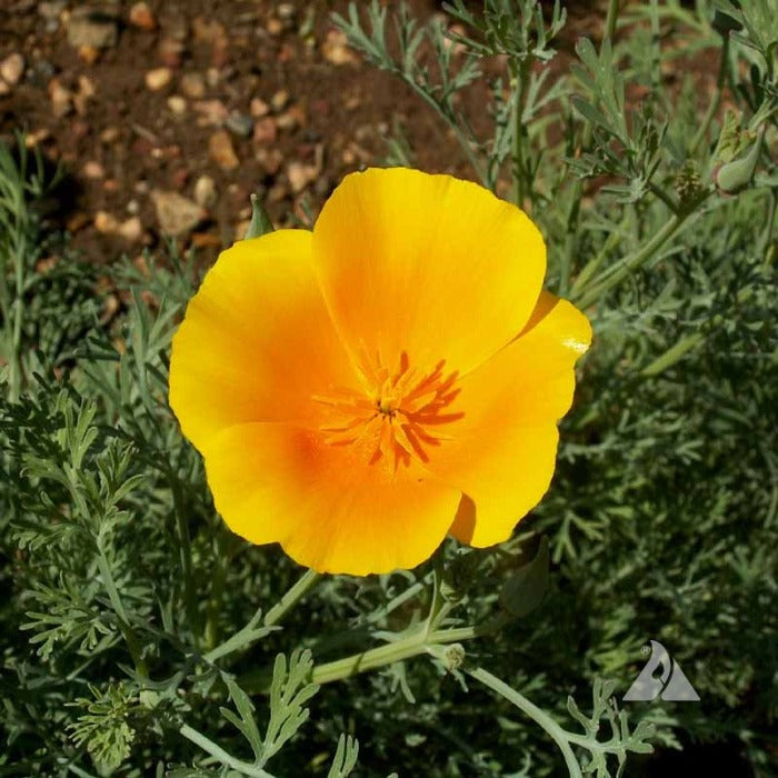 Vibrant orange California poppy blossom in its natural setting.

