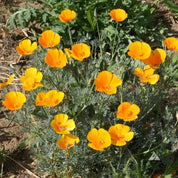 California Poppy (Eschscholzia californica) flowers: Vibrant orange blossoms in full bloom.
