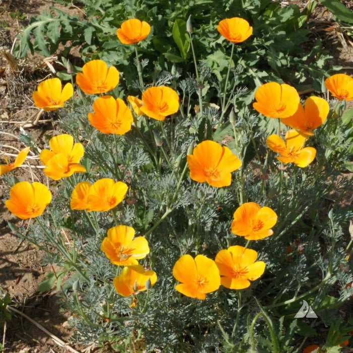 California Poppy (Eschscholzia californica) flowers: Vibrant orange blossoms in full bloom.
