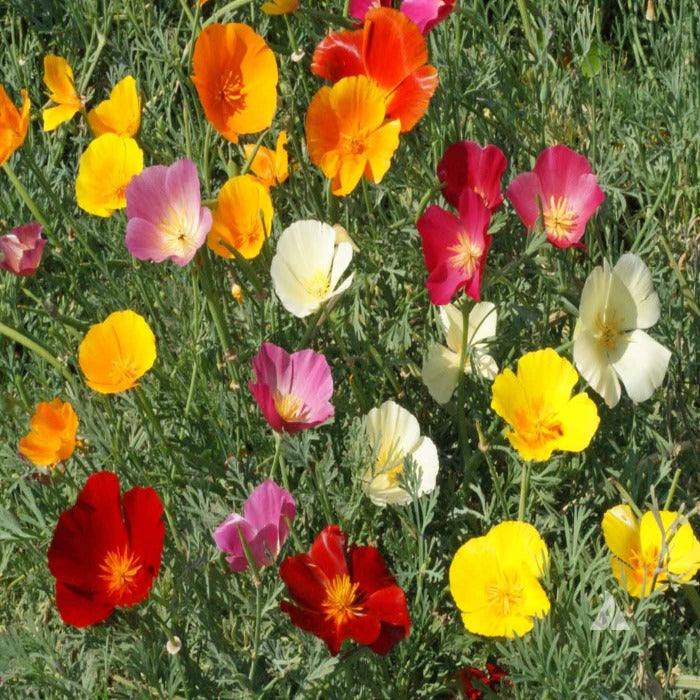 California poppy seed mix showcasing vibrant blooms in diverse colors and textures.
