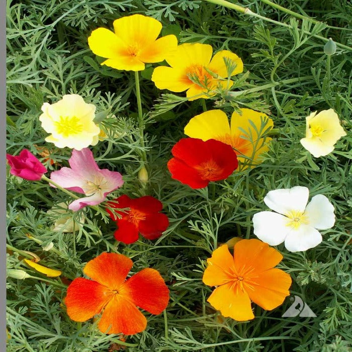 Poppy, California Formula Mix (Eschscholzia californica) flower seeds: vibrant red, orange, yellow, and white blooms.
