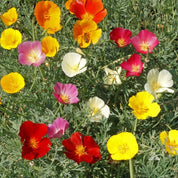 California poppy flower mix showcasing diverse colors and a bee pollinating.
