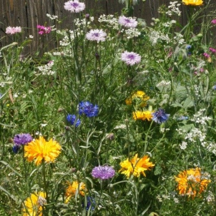 Edible Flower Mix: Vibrant blend of blue cornflowers, yellow calendula, and purple bachelor buttons for culinary & decorative use.
