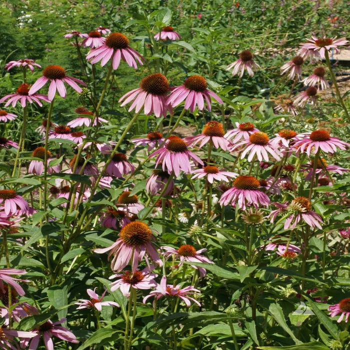 Purple coneflowers blooming in a vibrant garden setting.
