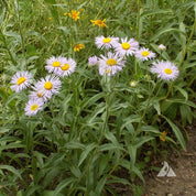Lavender fleabane blossoms in a garden setting.
