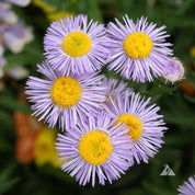 Close-up of several pale purple fleabanes with bright yellow centers, blooming in a garden setting.
