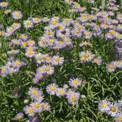 Daisy, Fleabane (Erigeron speciosus):  A vibrant cluster of lavender daisies with bright yellow centers, perfect for adding color to your garden.
