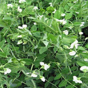 Frostmaster Organic Winter Pea Seeds: Lush green pea plants with white blossoms, perfect for winter gardening.
